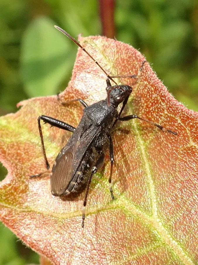 Alydus eurinus - photo 3