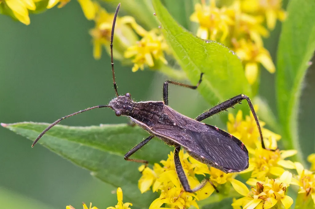 Alydus pilosulus - photo 2