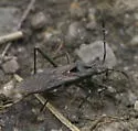 Alydus scutellatus