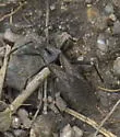 Alydus scutellatus - photo 2