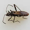 Alydus scutellatus - photo 4