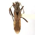 Alydus scutellatus - photo 5