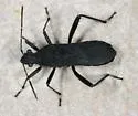 Alydus tomentosus - photo 2