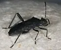Alydus tomentosus - photo 3