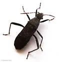 Alydus tomentosus - photo 4