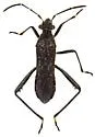 Alydus tomentosus - photo 5