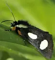Langton's Forester Moth - Hodges#9318