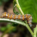 Langton's Forester Moth - Hodges#9318 - photo 2