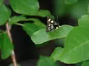 Langton's Forester Moth - Hodges#9318 - photo 3