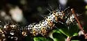 Langton's Forester Moth - Hodges#9318 - photo 4