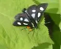 Langton's Forester Moth - Hodges#9318 - photo 5