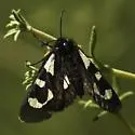 Alypia mariposa - Hodges#9320