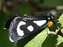 Alypia mariposa - Hodges#9320 - photo 2