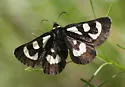 Alypia mariposa - Hodges#9320 - photo 3