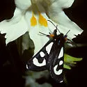 Alypia mariposa - Hodges#9320 - photo 4