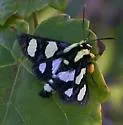 Wittfeld's Forester Moth - Hodges#9316