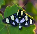 Wittfeld's Forester Moth - Hodges#9316 - photo 2