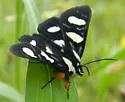 Wittfeld's Forester Moth - Hodges#9316 - photo 3