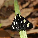 Wittfeld's Forester Moth - Hodges#9316 - photo 5