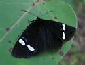 Alypiodes geronimo - Hodges#9313