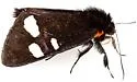 Alypiodes geronimo - Hodges#9313 - photo 2