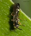 Alysson triangulifer - photo 2