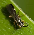 Alysson triangulifer - photo 3