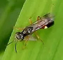 Alysson triangulifer - photo 4
