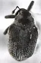 Amalorrhynchus melanarius - photo 2