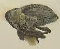 Amalorrhynchus melanarius - photo 3