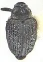 Amalorrhynchus melanarius - photo 4