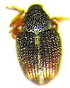 Amalus scortillum - Amalus scortillum