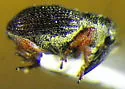 Amalus scortillum - photo 2