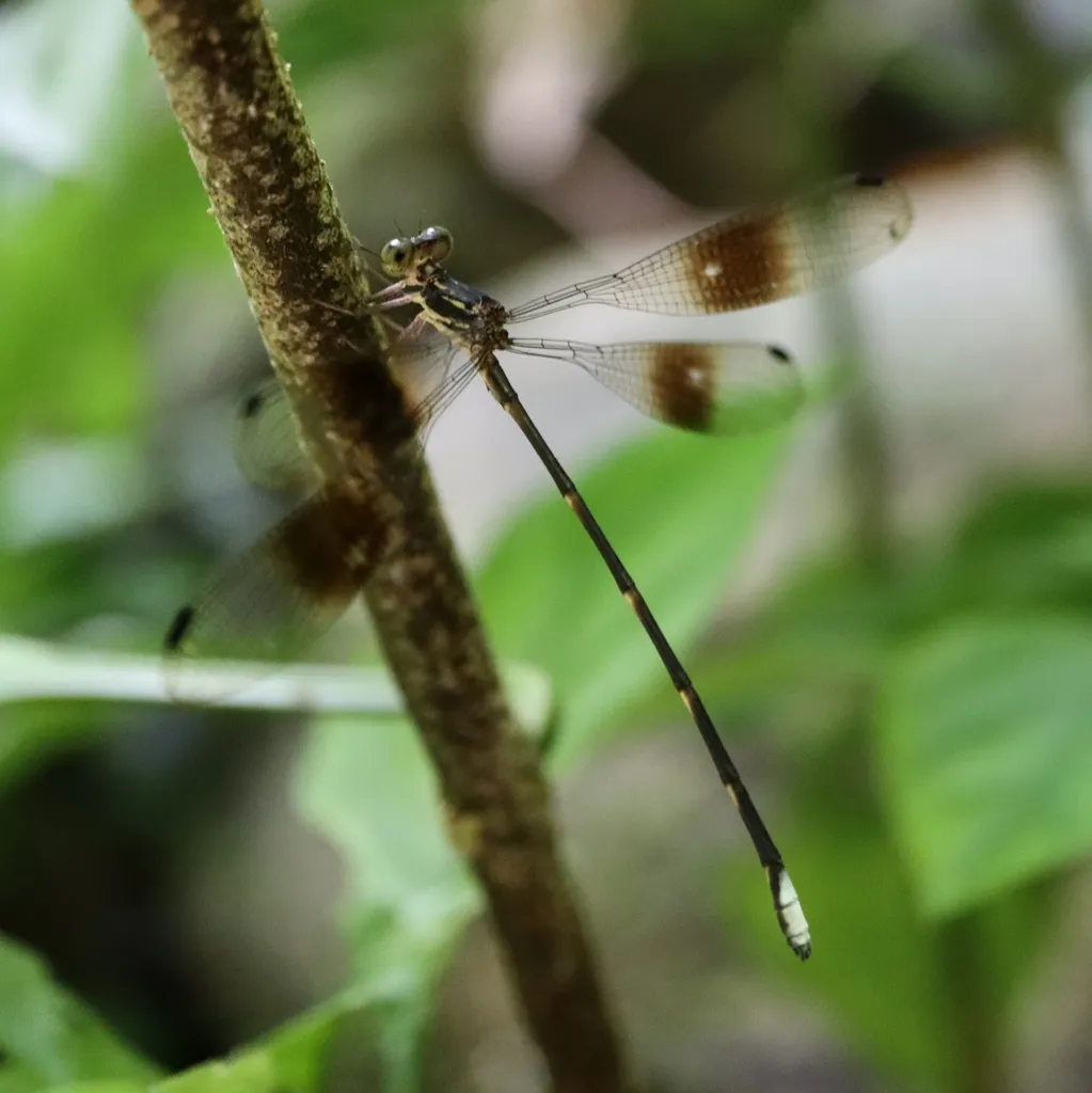 Amanipodagrionidae - photo 2