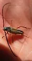Amannus pectoralis - Amannus pectoralis