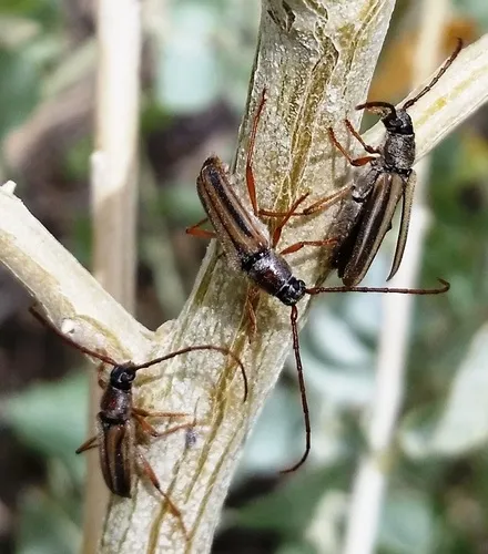 Amannus vittiger
