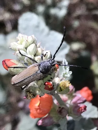 Amannus vittiger - photo 3