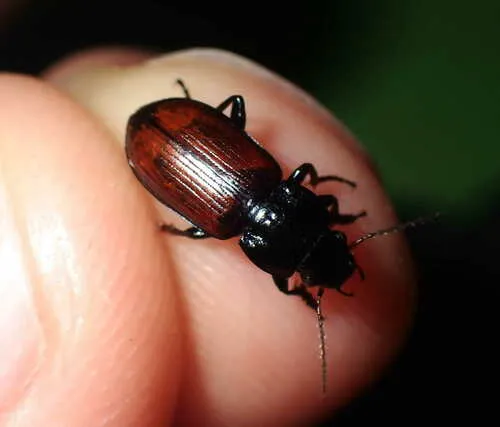 Amara alpina