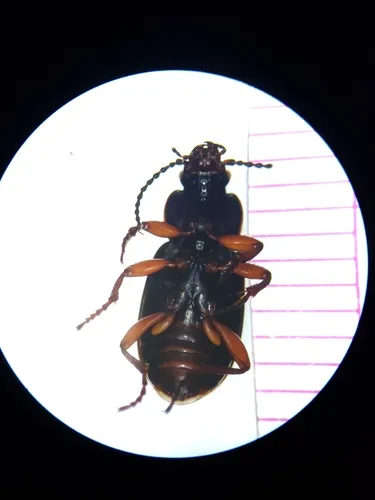 Amara alpina - photo 2