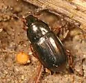 Amara anthobia