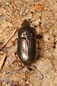 Amara anthobia - photo 2