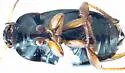 Amara anthobia - photo 4