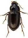 Amara apachensis