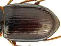 Amara apachensis - photo 3