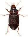 Amara apachensis - photo 4