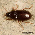 Amara apachensis - photo 5