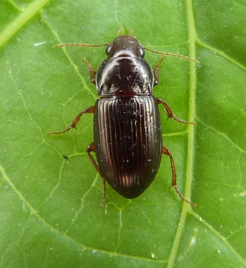 Amara apricaria