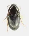 Amara belfragei