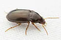 Amara bifrons
