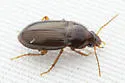 Amara bifrons - photo 3